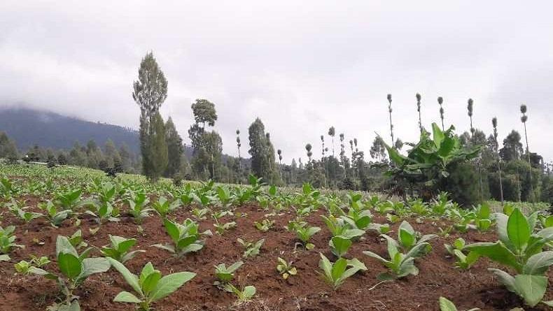 Jaga Kemurnian Tembakau Lokal, Petani di Temanggung Dibantu Benih Gratis 