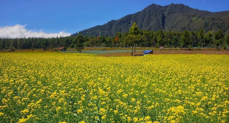 Kampung Unik di Bondowoso, Singgah ke Desa Terpencil Ini Bisa Lihat Pemandangan Layaknya Surga!