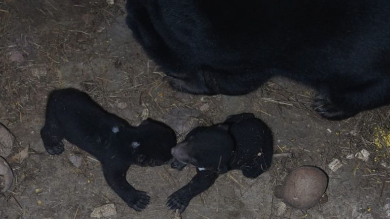 Gemas, 2 Bayi Beruang Madu Lahir di Taman Satwa Lembah Hijau Bandarlampung