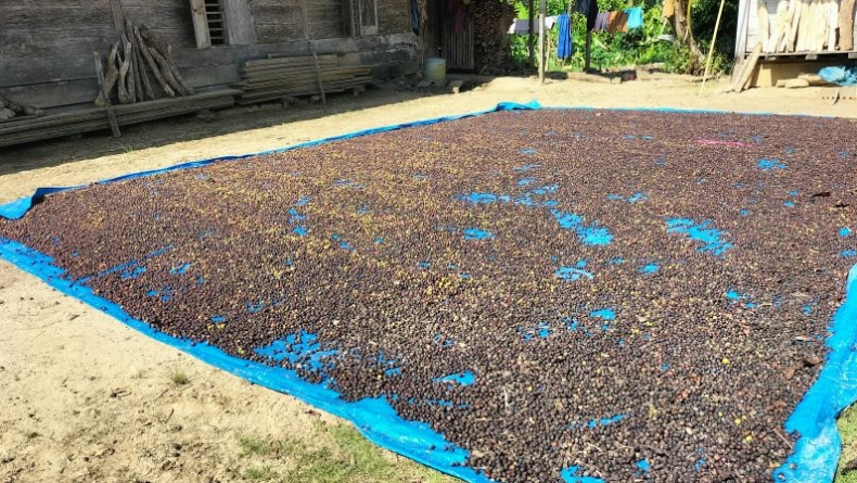 Mantap! Harga Biji Kopi Robusta di Lampung Barat Naik, Segini Harga per Kilogramnya