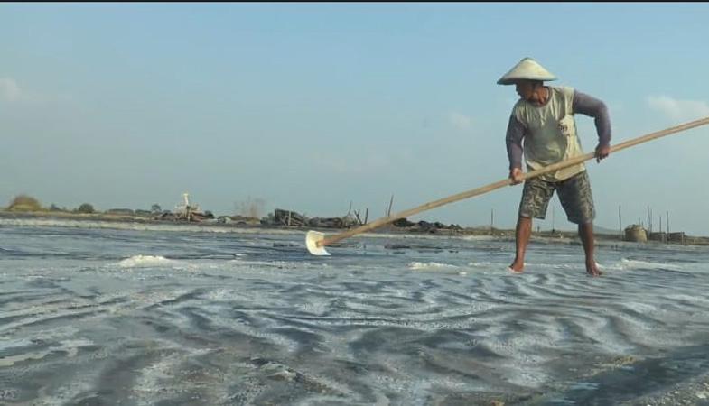 Berkah Cuaca Panas, Petani Garam di Jepara Panen Lebih Awal dan Raup Untung