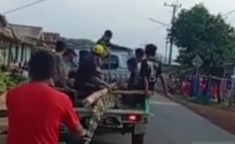 Warga Bangka Tangkap Buaya 3 Meter yang Mangsa Nelayan hingga Tewas