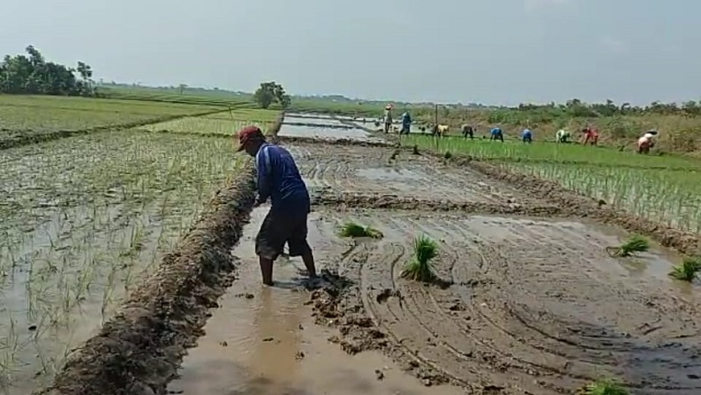 BMKG DIY Imbau Petani Tidak Tebar Benih Dulu meski Hujan Mulai Turun