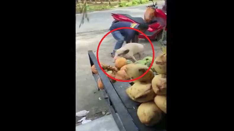 Heboh Babi Lepas dari Karung Nyaris Masuk Warung, Pengunjung Teriak Histeris
