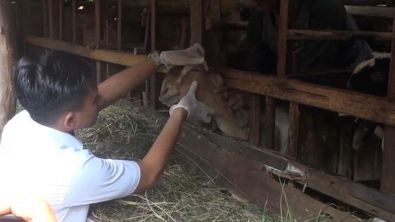 Jelang Idul Adha, Kesehatan Hewan Kurban di Tegal Diperiksa