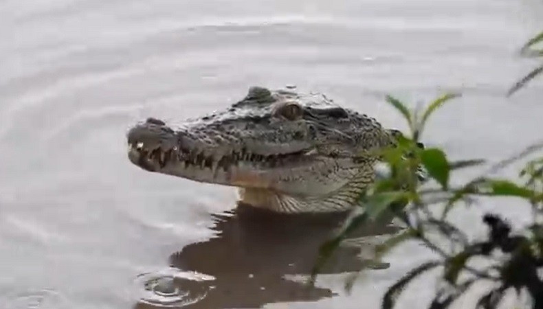 Cerita Adik saat Kakak Duel Sengit dengan Buaya di Sungai Wai Semaka, Dibanting Dua Kali