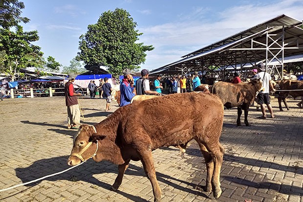 Bantul Datangkan Ternak dari Luar Daerah untuk Penuhi Permintaan Kurban 