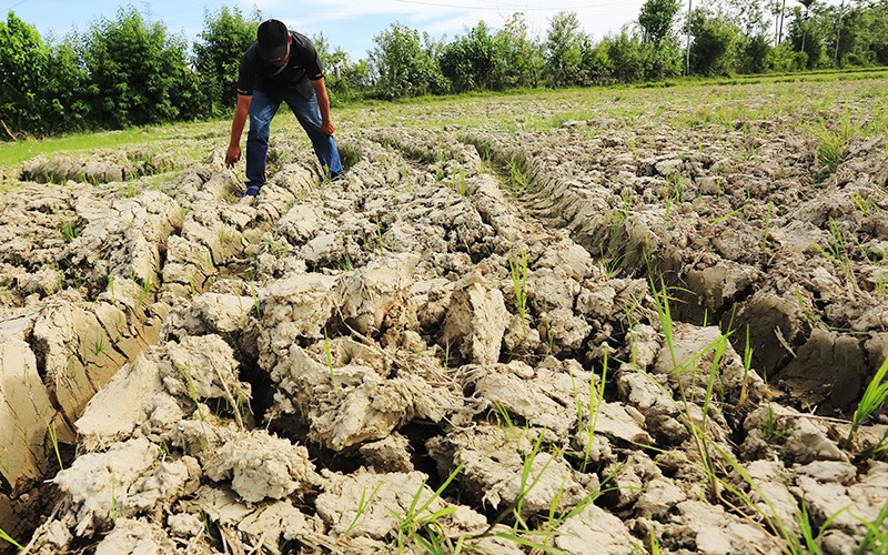  Petani di DIY Diingatkan untuk Antisipasi Gagal Panen saat Kemarau