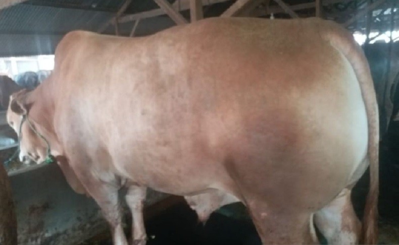 Cerita Pedagang Sapi di Babel Langganan Presiden Jokowi, Tiap Tahun Dapat Pesanan Sapi Kurban