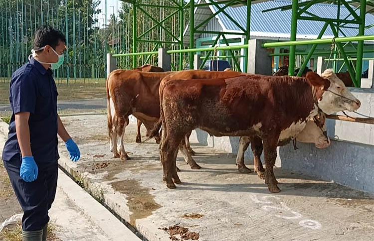 Dinas Pertanian dan Pangan Kulonprogo Pastikan Hewan Kurban Bebas Penyakit Menular