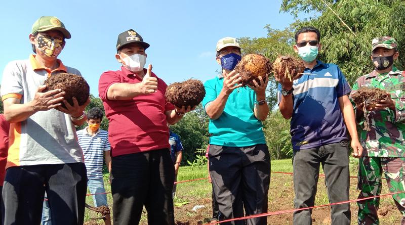  50 Ton Porang Asal Jateng Tembus Pasar Tiongkok