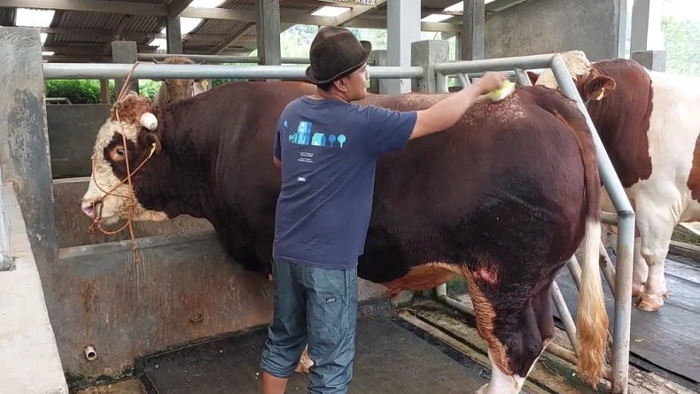 Raja, Sapi Raksasa Milik Peternak Subang Dipilih Presiden Jokowi untuk Kurban Idul Adha