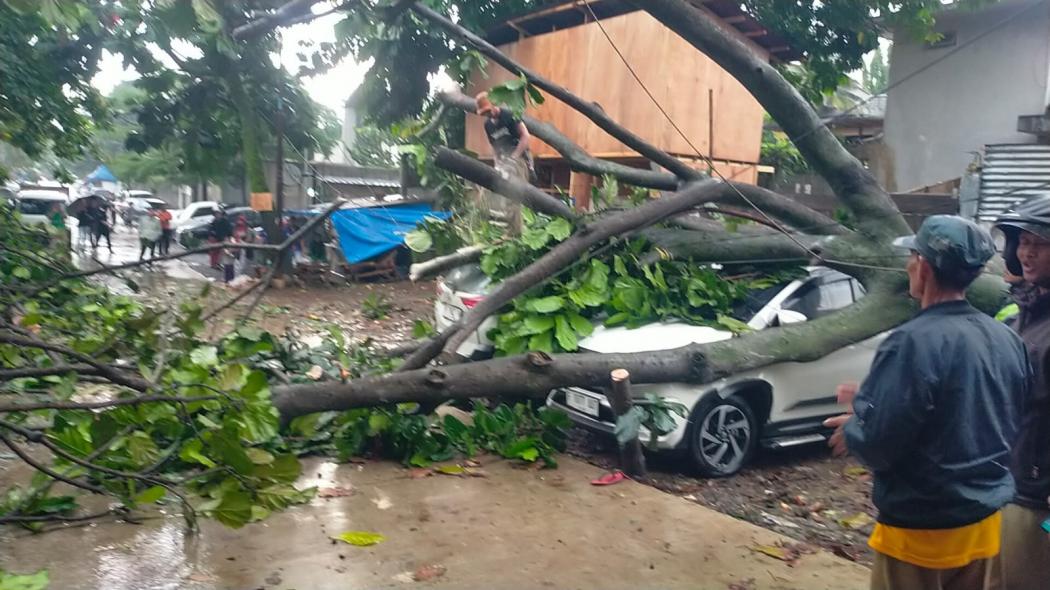 Waspada Hujan Badai di Bogor, Pohon Bertumbangan dan Timpa Mobil