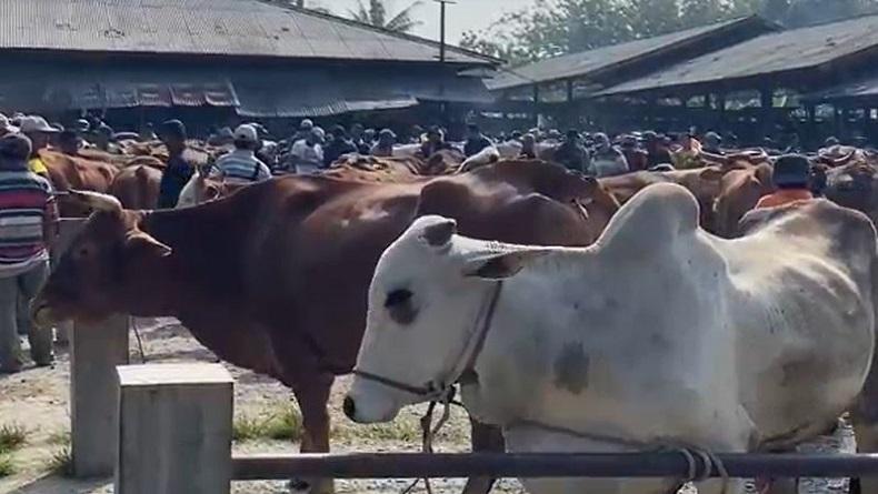 Harga Sapi di Banjarnegara Naik Drastis Jelang Idul Adha 