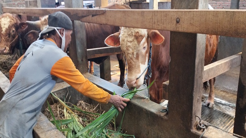 Sapi Peternak di Karanganyar Dipesan Jokowi untuk Hewan Kurban