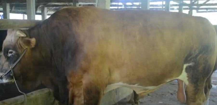 Sapi Limosin Milik Polisi di Padang Panjang Dipilih Jadi Hewan Kurban Presiden Jokowi