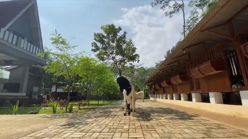Unik, Kandang Kambing di Banjarnegara Dikonsep Vila dengan Tempat Bermain