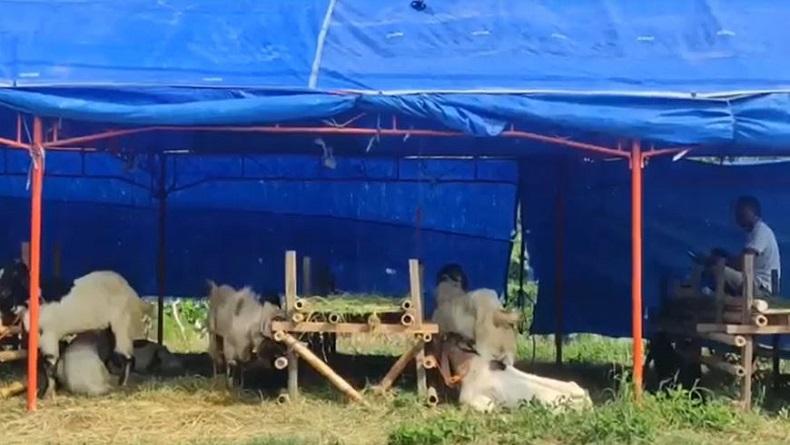 Pedagang Kambing Kurban di Kendal Mengeluh Penjualan Belum Ramai