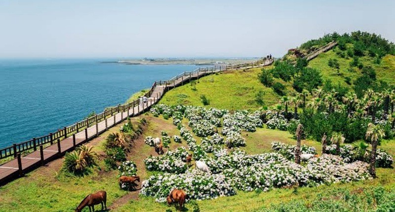 Kehabisan Uang, Turis China Tinggalkan Anak Sendirian di Pulau Jeju