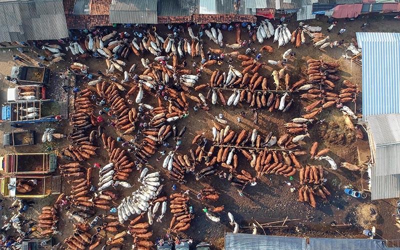 63.000 Hewan Ternak Masuk ke Jakarta Jelang Idul Adha