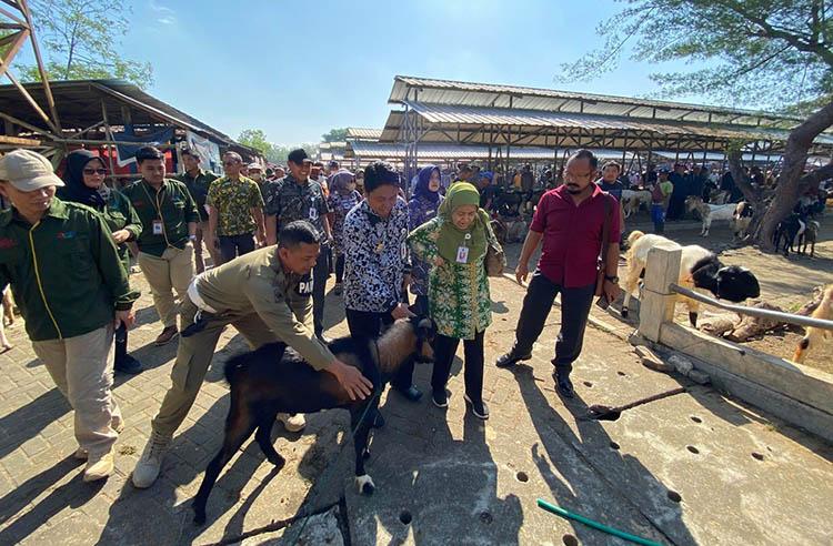 Stok Hewan Kurban di Gunungkidul Cukup, Wabup: Malah Bisa Surplus 