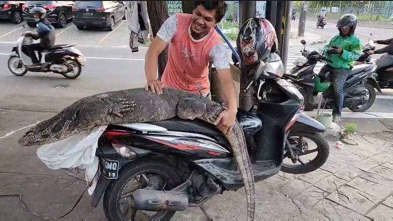 Lagi Mancing, Warga Kaget Lihat Biawak Ukuran Besar Mirip Buaya di Penjaringan Jakut