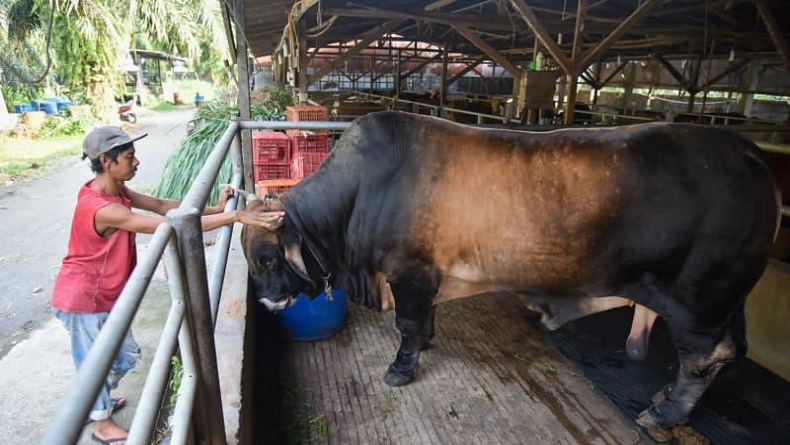 Gagahnya Si Mosin, Sapi Kurban Presiden Jokowi di Sumut yang Punya Perawatan Khusus