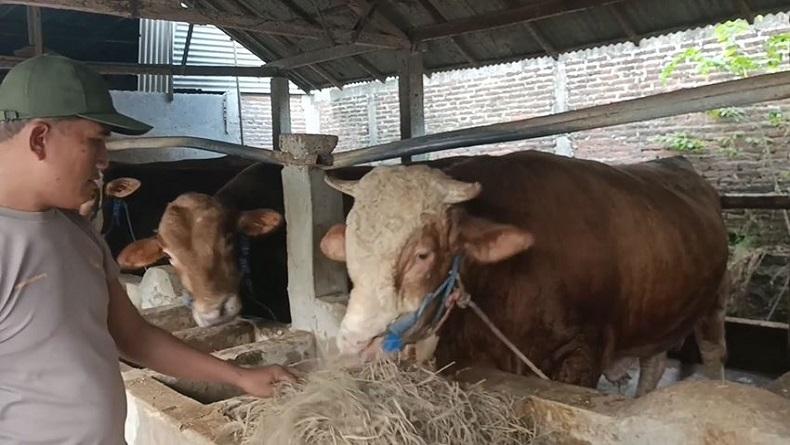 Presiden Jokowi Beli Sapi Berbobot 800 Kilogram dari Sragen untuk Kurban