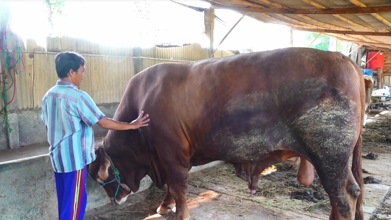 Potret Gesbi, Sapi Kurban Jokowi di Lumajang Berbobot 1,1 Ton