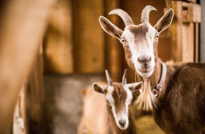Hikmah Qurban dan Akikah, Makna Mendalam dalam Beribadah