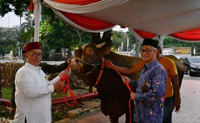 Wapres Ma’ruf Amin Kurban Sapi Limosin 1.154 Kg di Masjid Istiqlal, Ini Penampakannya