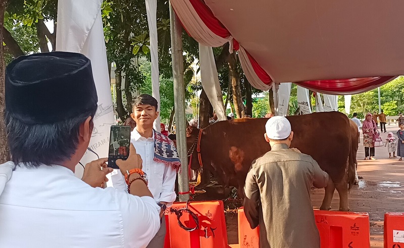 Penampakan Sapi Kurban Presiden dan Wapres di Masjid Istiqlal, Jadi Sasaran Foto Warga