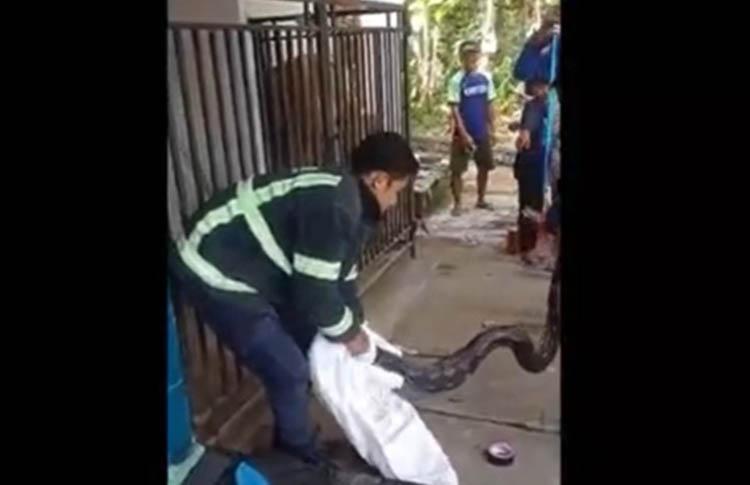 Makan Ternak Warga, Ular Piton Sepanjang 3 Meter Ditangkap di Magelang