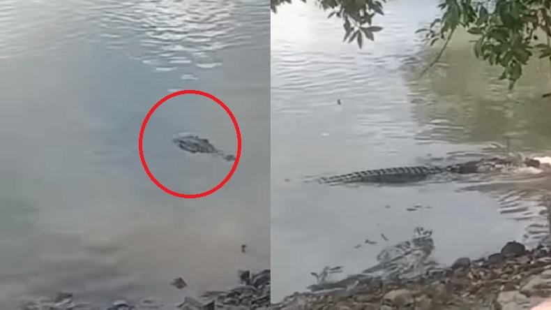 Bikin Deg-degan, Buaya Tunggu Warga saat Cuci Jeroan Hewan Kurban di Sungai
