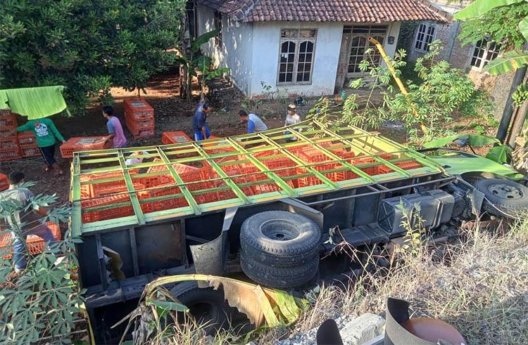 Sopir Mengantuk, Truk Pengangkut 1.600 Ekor Ayam Terguling di Gunungkidul