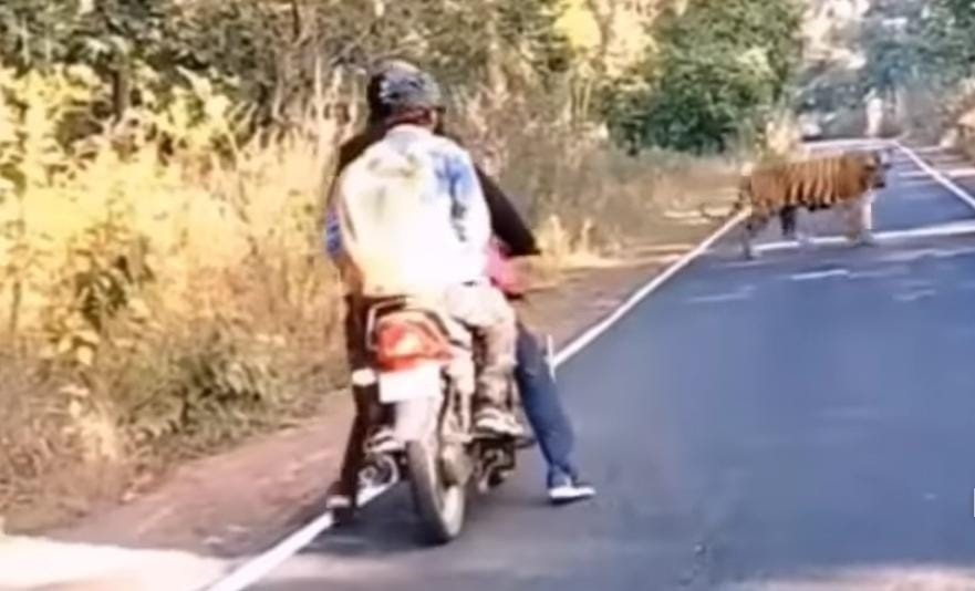 Viral Pemotor Boncengan Bertemu Harimau di Hutan, Ini yang Bikin Mereka Selamat