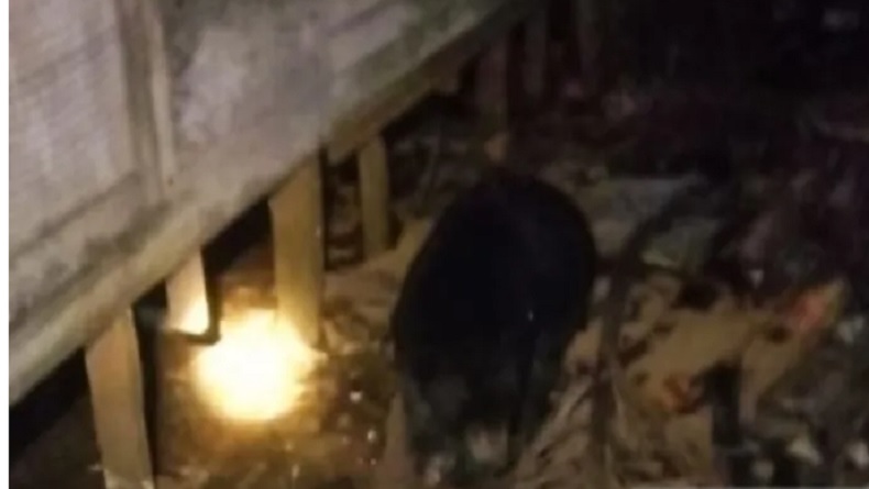Beruang Madu Masuk Perkampungan di Tapin, Ada Warga Niat Tangkap Pakai Jerat