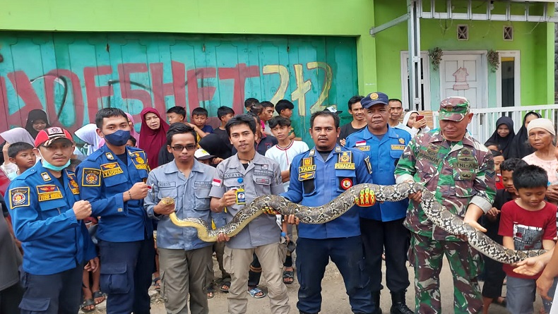 Ular Sanca 3,5 Meter Hebohkan Warga Cisaat Sukabumi, Dievakuasi di Dalam Sumur