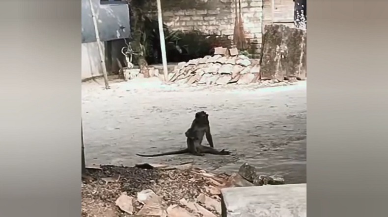 Monyet Liar Teror Kampung di Bangkalan, 3 Warga Divaksin Antirabies karena Digigit