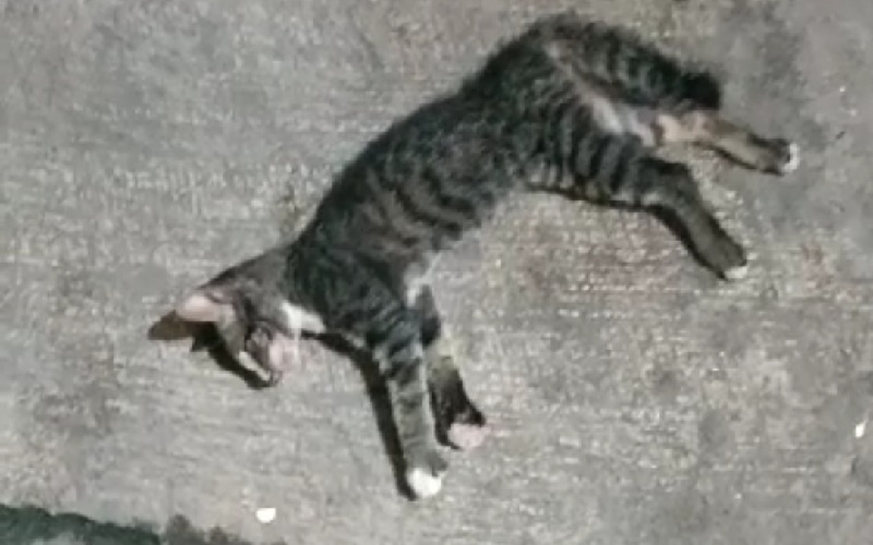 Ngeri, Ratusan Kucing Dibiarkan Mati di Padang Pasir Abu Dhabi
