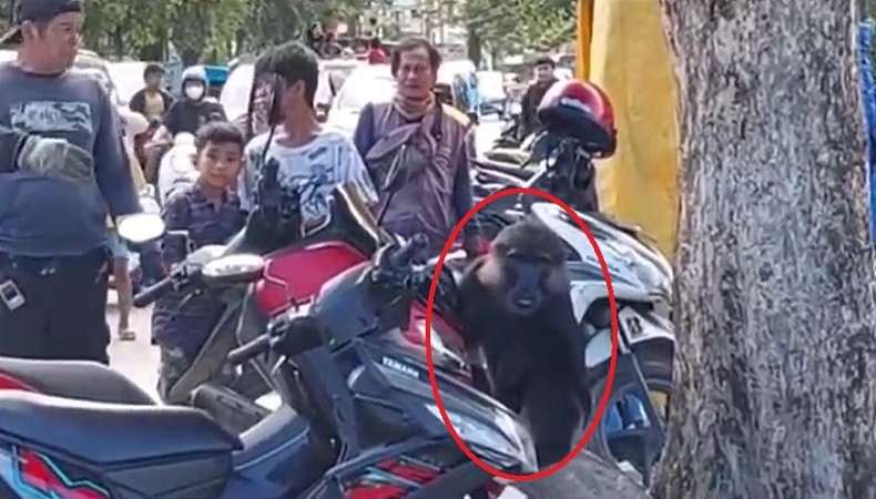 Palopo Geger Monyet Berkeliaran di Pusat Kota, Gigit Tukang Ojek hingga Rampas Makanan