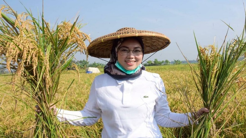 Produksi Padi Purwakarta 157.454 Ton di Semester I, Pemkab Optimistis Surplus 