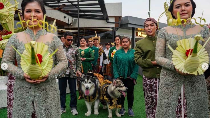 Bukan Cuma Manusia, Pernikahan Anjing Ini Habiskan Biaya Rp200 Juta 