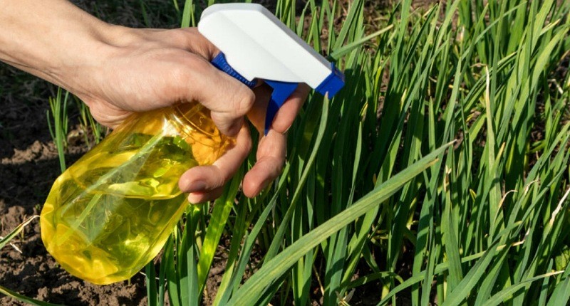 Cara Mematikan Rumput Liar secara Permanen, Pakai Air Panas hingga Cuka