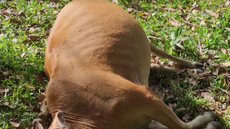3 Sapi Mati Diracun OTK di Aceh Besar, Polisi Olah TKP