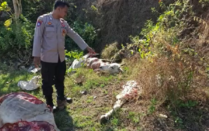Heboh, Sapi di Tuban Ditemukan Terpotong-Potong hingga 7 Bagian 