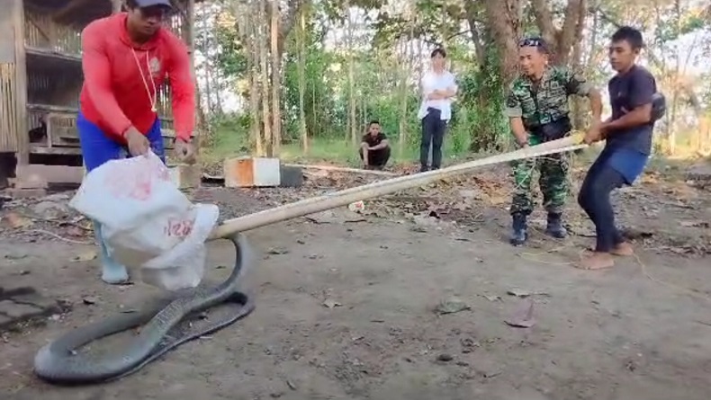 Ular Kobra 3 Meter Masuk Rumah Gegerkan Warga Ciracap Sukabumi