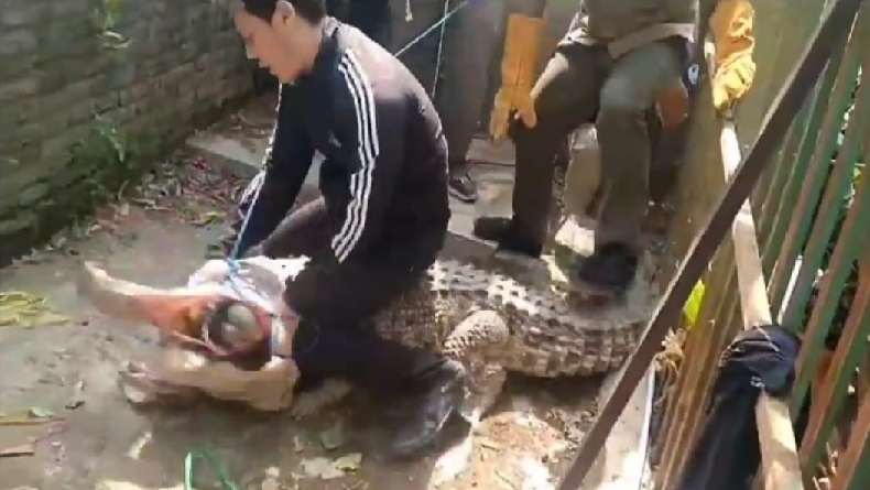 Buaya Muara 3 Meter Terkam dan Lahap Kucing di Klayan Cirebon Disita Petugas BKSDA