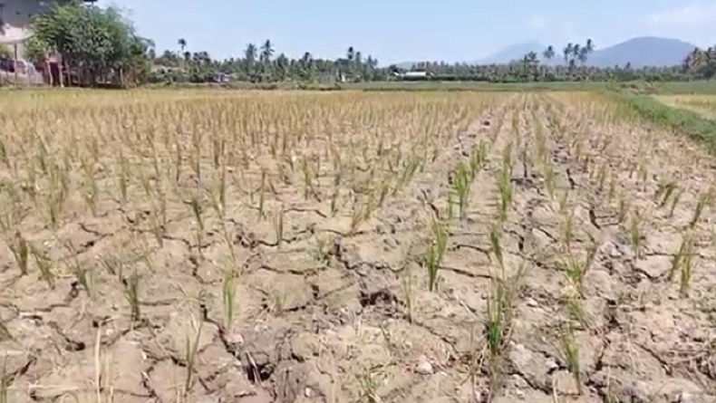 88 Daerah Tak Alami Hujan Terpanjang, Sumba Timur Lebih 5 Bulan