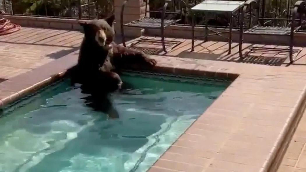 Beruang Ini Pilih Berendam di Kolam Rumah Warga karena Kepanasan, Ini yang Terjadi Selanjutnya...